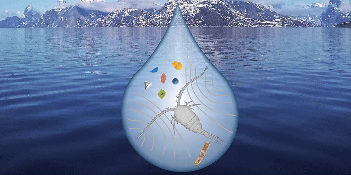 Vanddråbe med vandloppe og mikroplast i arktisk landskab. Foto og grafik: Rocio Rodriguez Torres