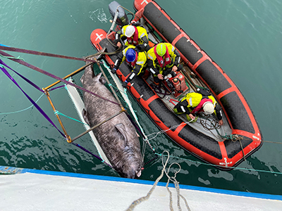 Ca. fire meter lang grønlandshaj med en vægt på 935 Kg løftes ombord på Dana for videre undersøgelser. Metalrammen/bårens dimensioner er 3 * 1 meter (foto: Kirstine Fleng Steffensen).